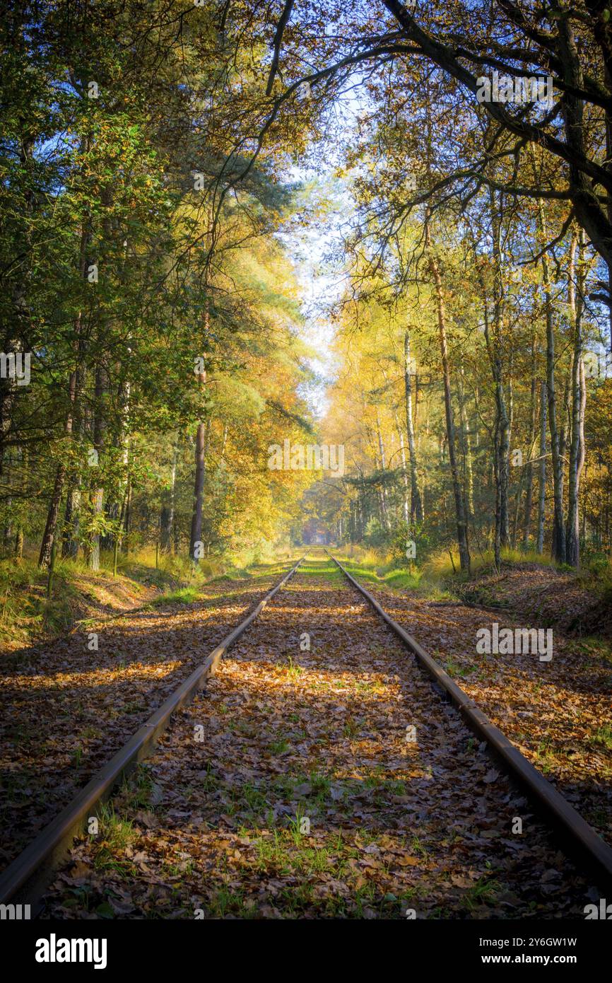 Empty railroad track through the forest in autumn (fall) on a sunny day, vanishing point. Beauty in nature and seasons Stock Photo