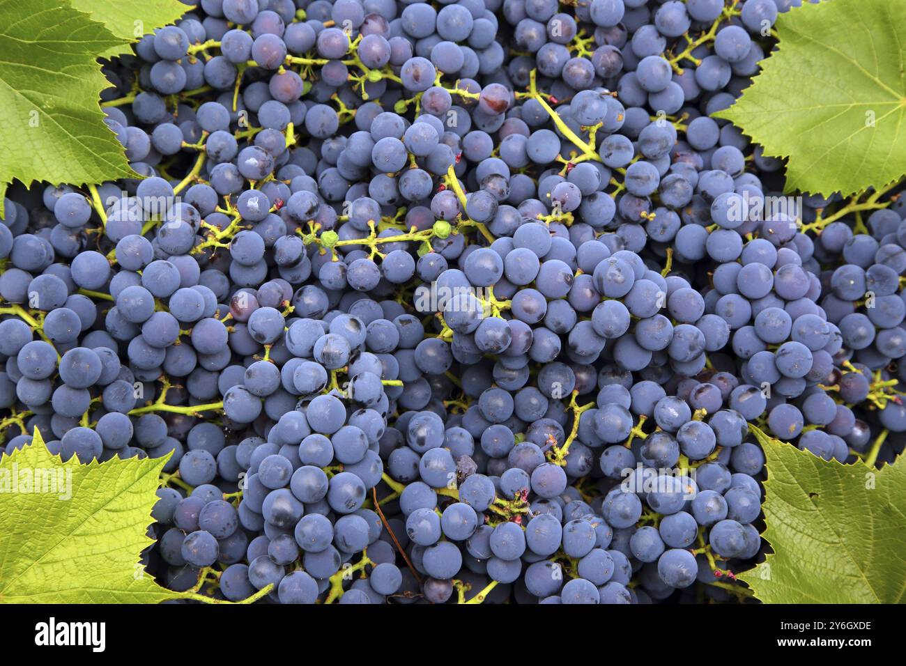 Ripe blue grapes freshness background Stock Photo