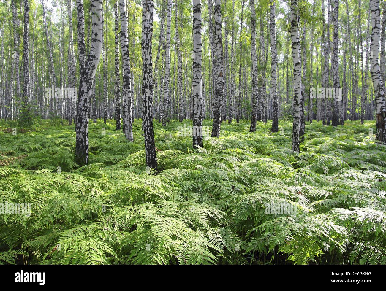 Nice summer birch forest in Russia Stock Photo - Alamy