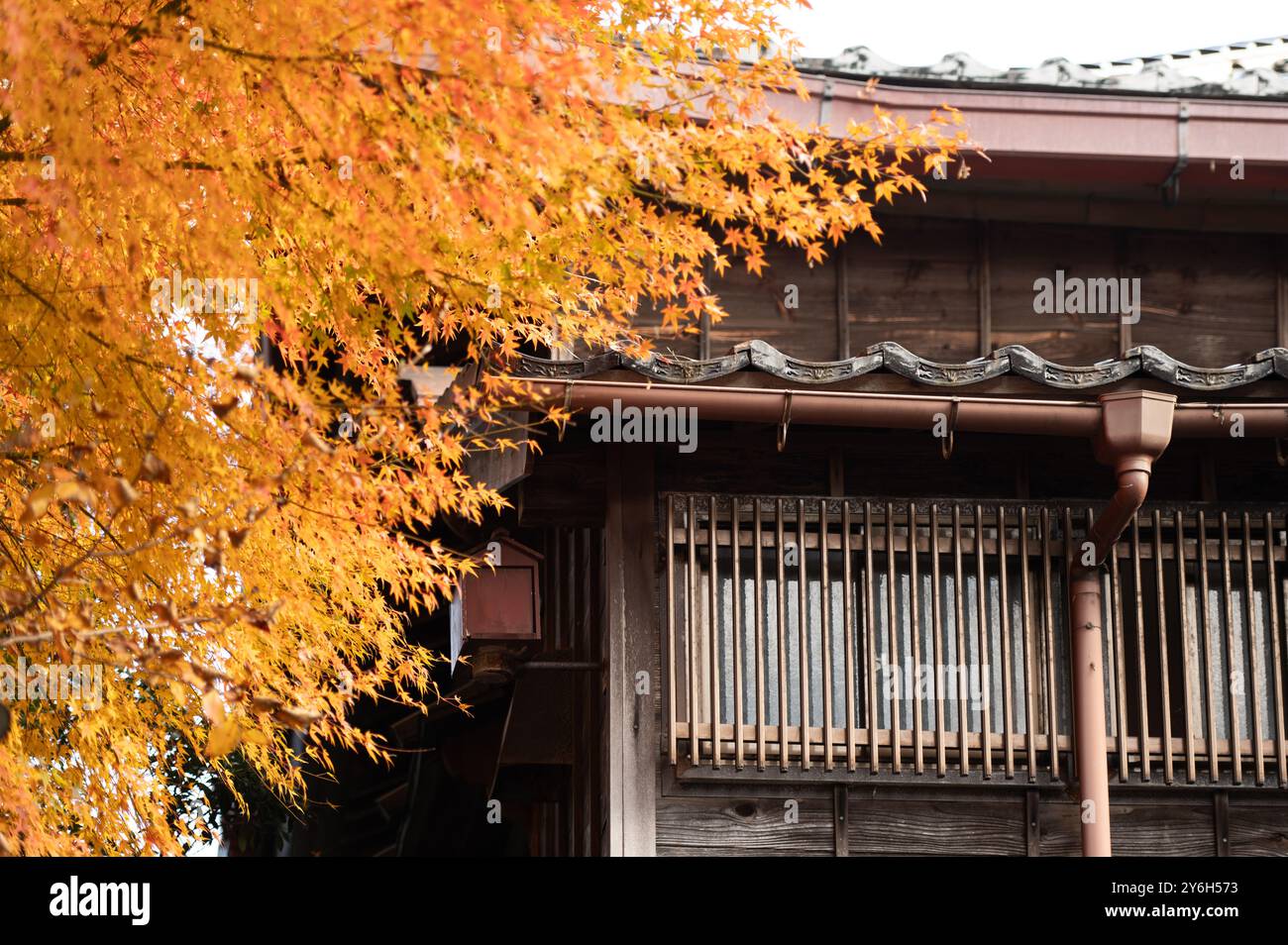 Canopy tree leaves frames view hi-res stock photography and images - Alamy