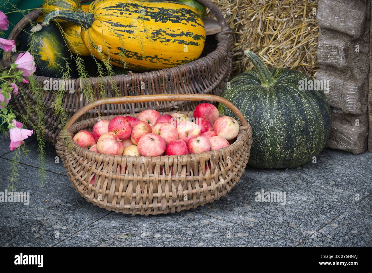 A rustic basket filled with red and green apples sits on a stone surface. In the background, there are various types of squash, including a striped ye Stock Photo