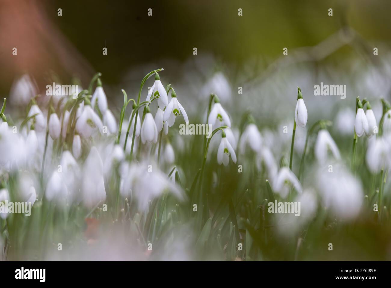 Snowdrops [ Galanthus sp ] group growing on forest floor Stock Photo