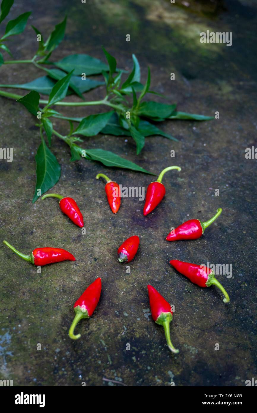 Freshly harvested Guntur red chilli with leaves, grown organically on a farm in Uttarakhand, India. Highlights sustainable, organic farming practices. Stock Photo