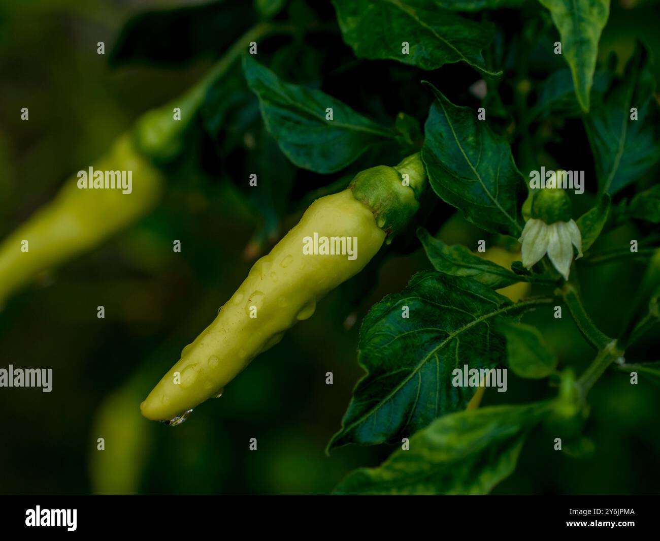 Chilli art hi-res stock photography and images - Alamy