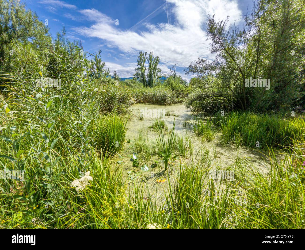 Water Conservation Reeds Small pond with water lilies and reeds, biotope, nature conservation ...