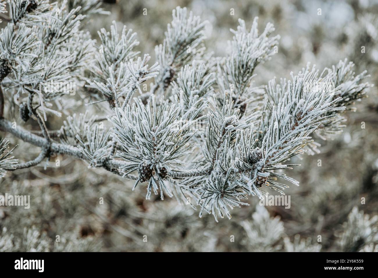 Pine tree branch with snow hi-res stock photography and images - Alamy