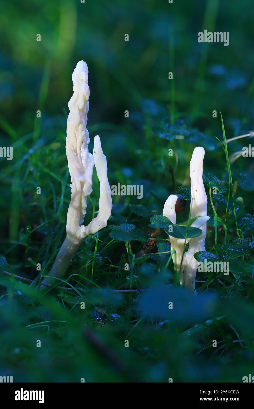 Coral fugi growing amongst grass and clover in a forest, County Durham, England, UK. Stock Photo