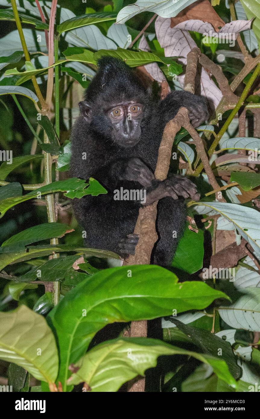 Black crested macaque in Tangkoko Batuangus Forest Reserve Stock Photo
