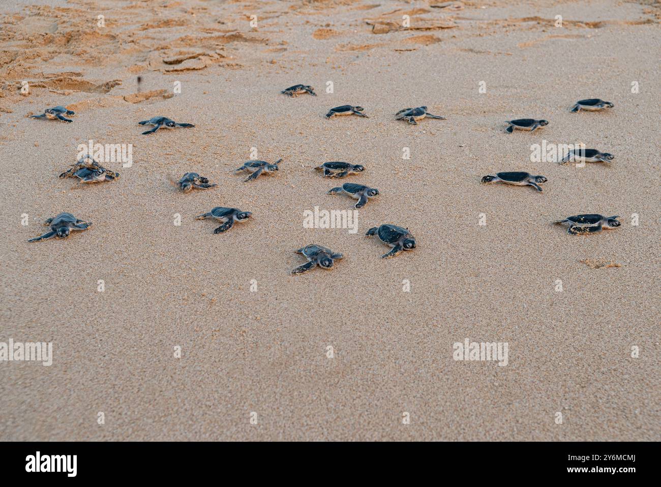 Green turtle hatchlings, rush to sea after emerging from their eggs ...