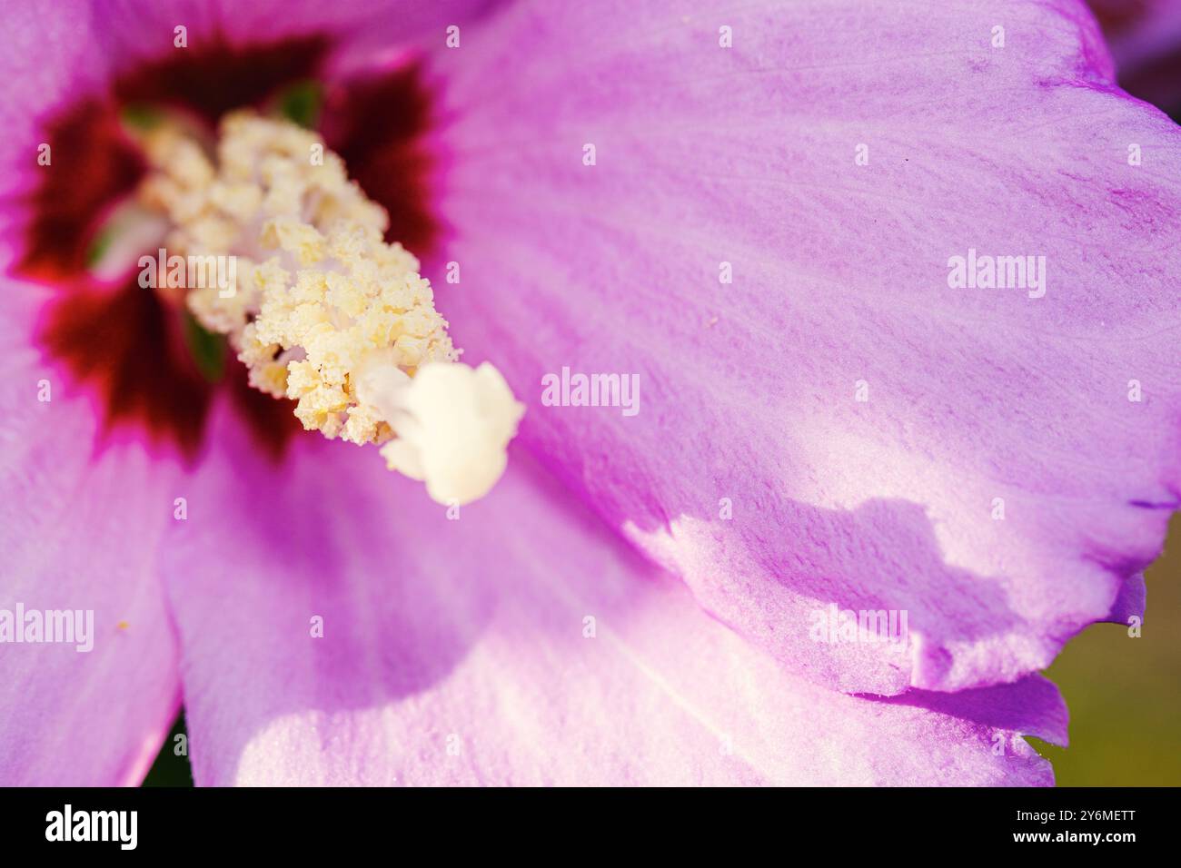 Elegant hibiscus syriacus hi-res stock photography and images - Alamy