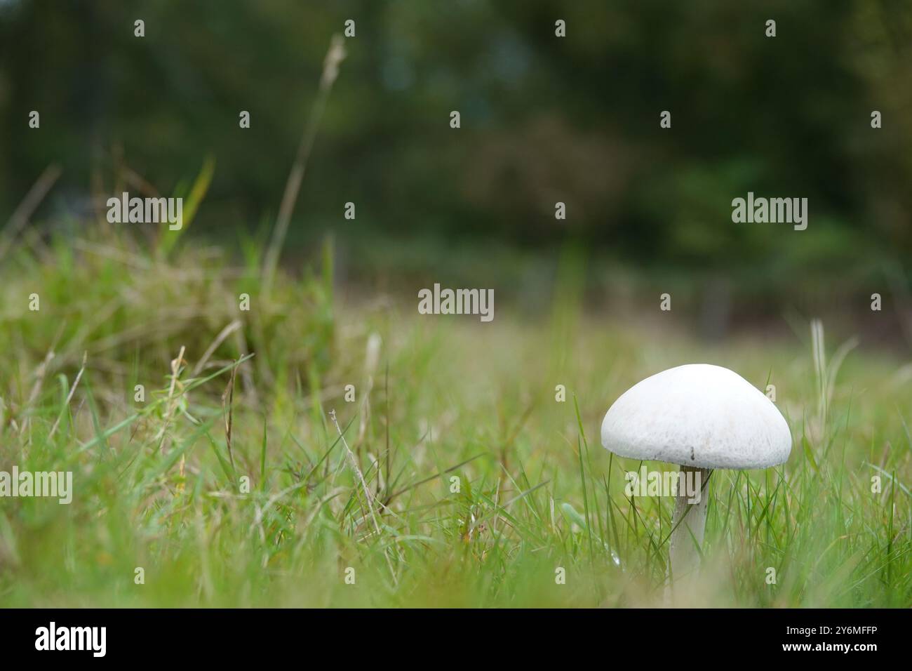 Autumn UK, Lone Field Mushroom Stock Photo - Alamy