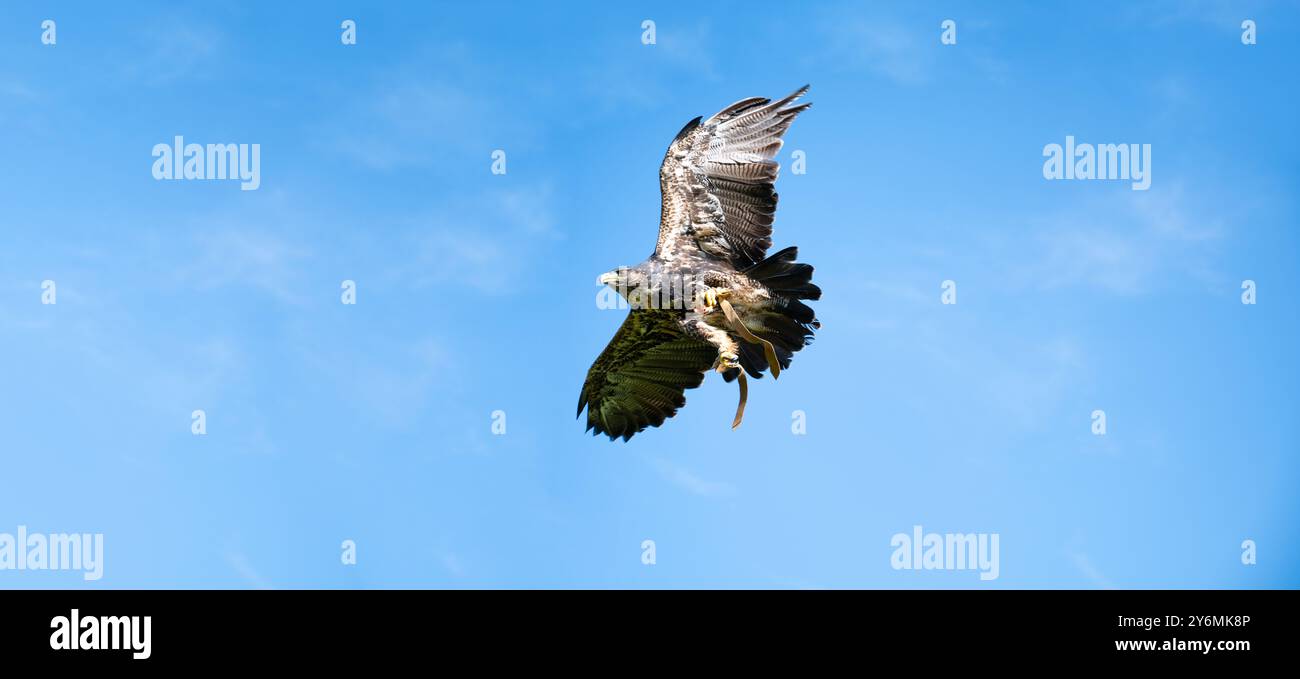 Black hawk, wildlife, raptor bird of prey in flight, habitat, forest ...