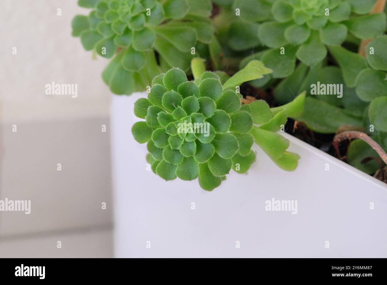 Aeonium haworthii. Succulents plants in pot in house. Green plant is grown as a houseplant in temperate regions. Pointed succulent. Stock Photo