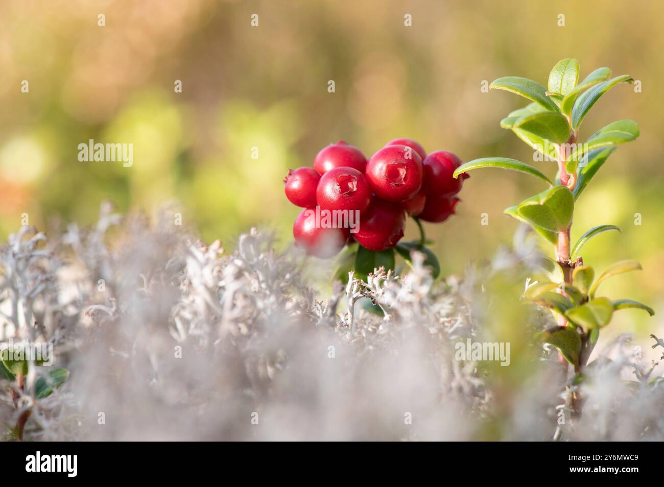 Red ripe lingonberries (Vaccinium vitis-idaea) and grey reindeer lichen (Cladonia rangiferina). Stock Photo