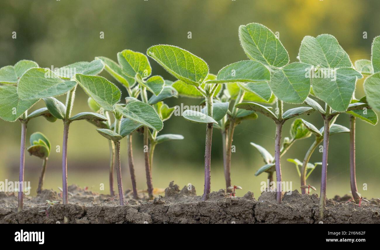 Fresh green soybean plants with roots Stock Photo - Alamy