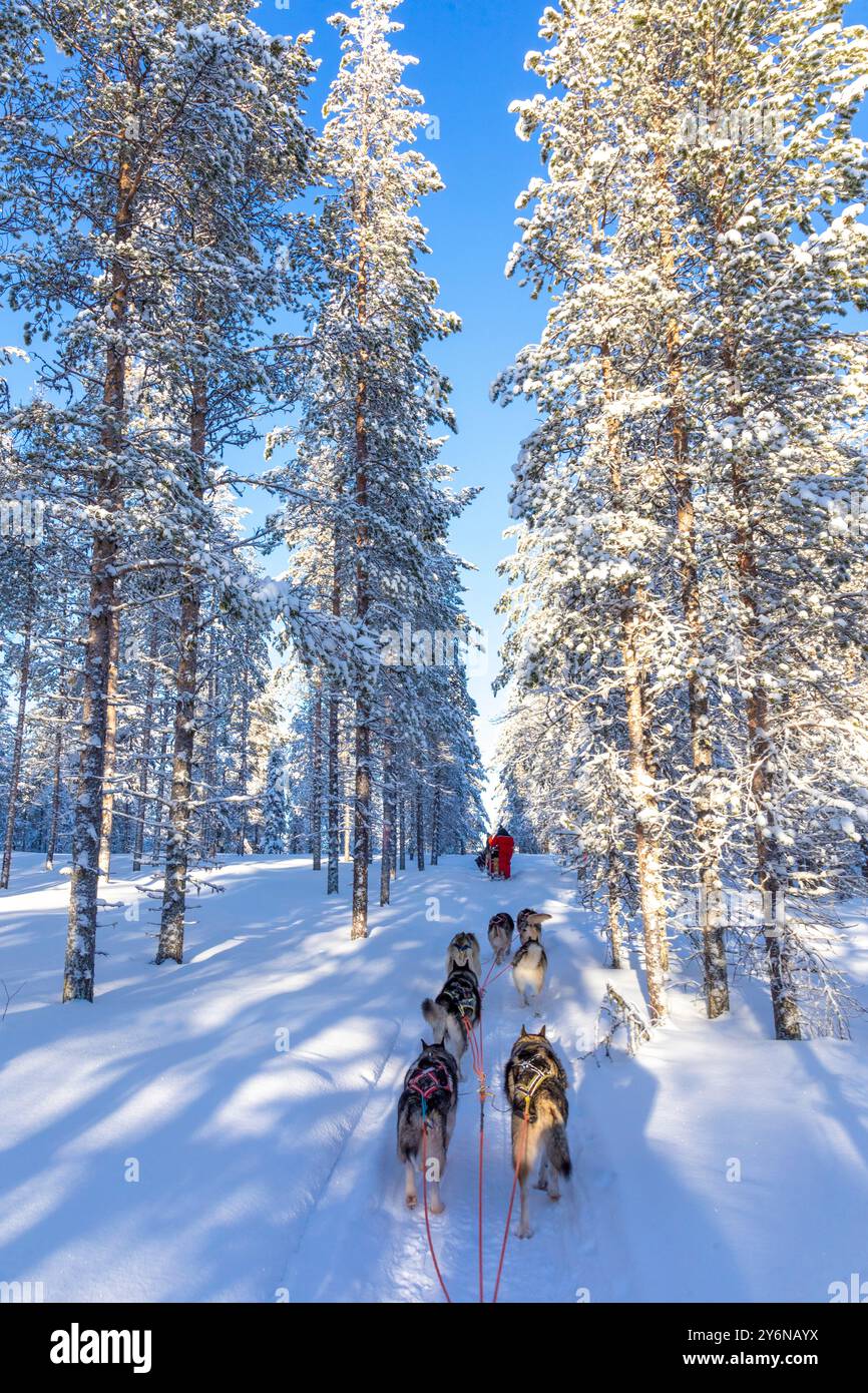 Scandinavia, Lapland, Finland. Husky, sled dog Stock Photo