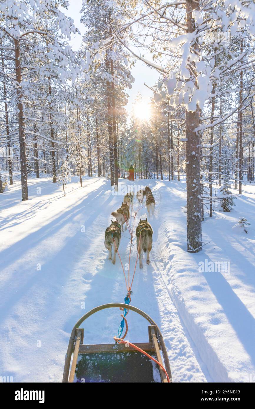 Scandinavia, Lapland, Finland. Husky, sled dog Stock Photo