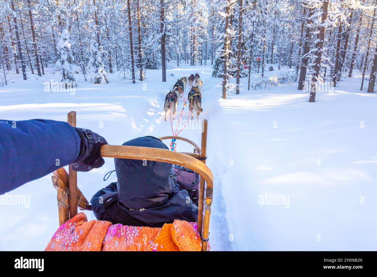 Scandinavia, Lapland, Finland. Husky, sled dog Stock Photo