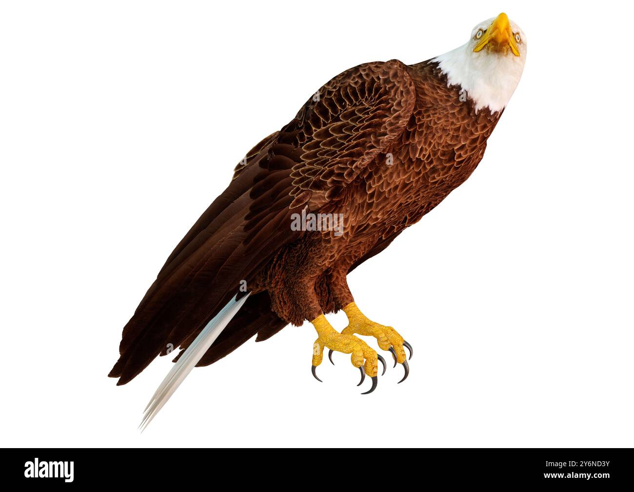 3D rendering of a bald eagle isolated on white background Stock Photo ...