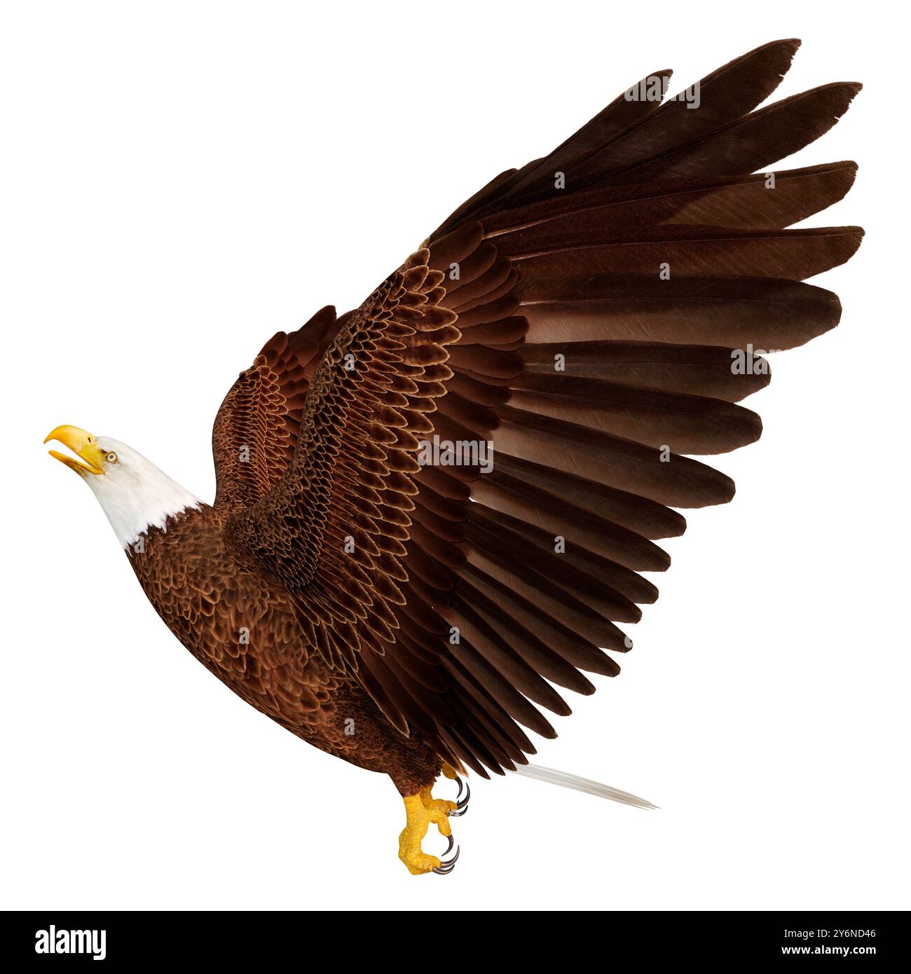 3D rendering of a bald eagle isolated on white background Stock Photo ...