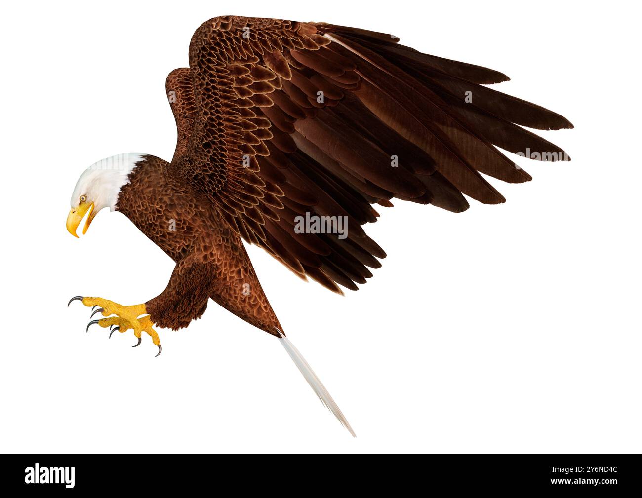 3D rendering of a bald eagle isolated on white background Stock Photo ...