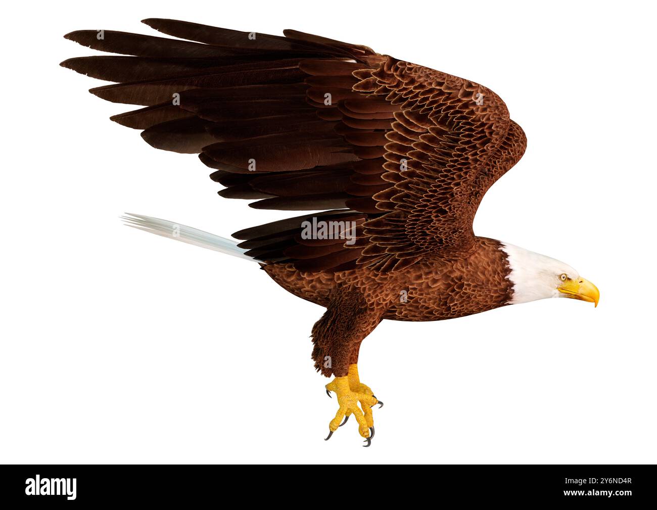 3D rendering of a bald eagle isolated on white background Stock Photo ...