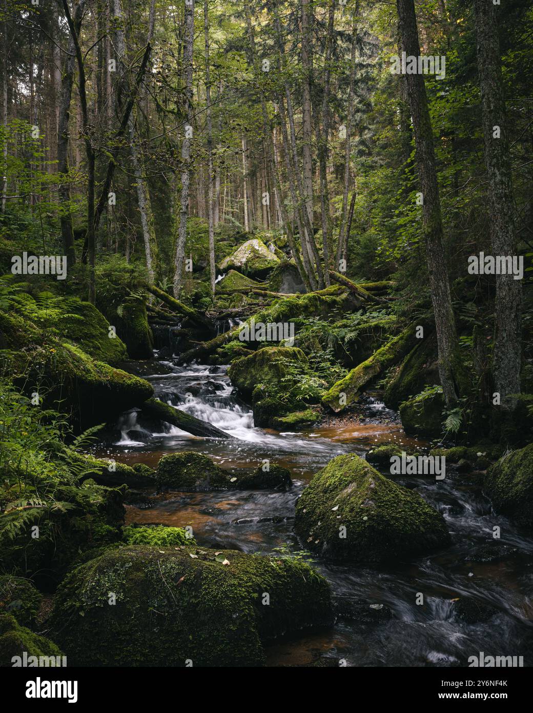 A serene forest stream flowing through moss-covered rocks and lush ...