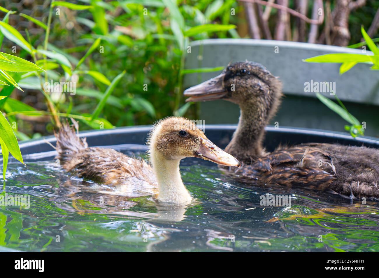 Ducklings Swimming in a Tub. Ducks as pets helping in the garden. Happy ...