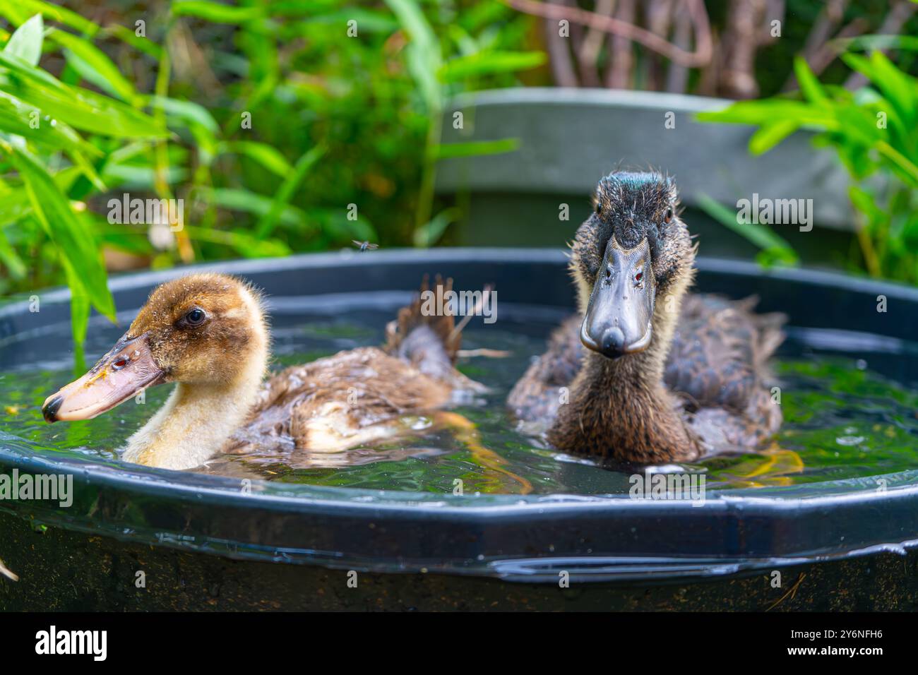 Ducklings Swimming in a Tub. Ducks as pets helping in the garden. Happy ...
