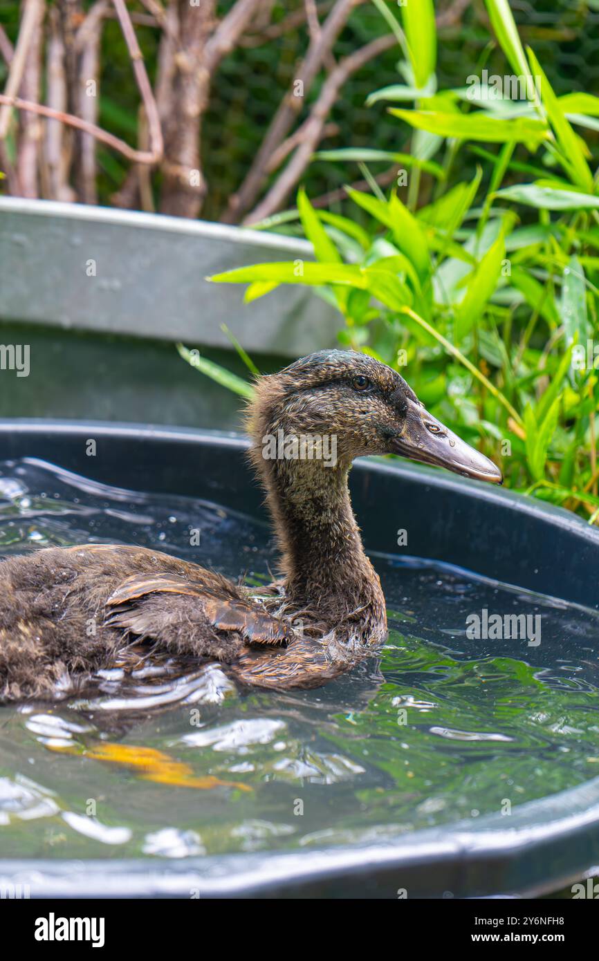 Ducklings Swimming in a Tub. Ducks as pets helping in the garden. Happy ...