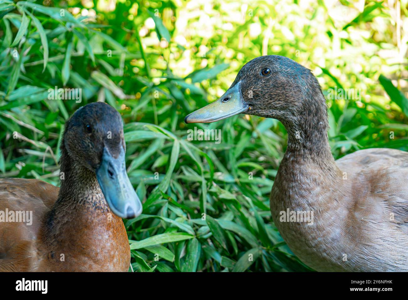 Ducklings Swimming in a Tub. Ducks as pets helping in the garden. Happy ...