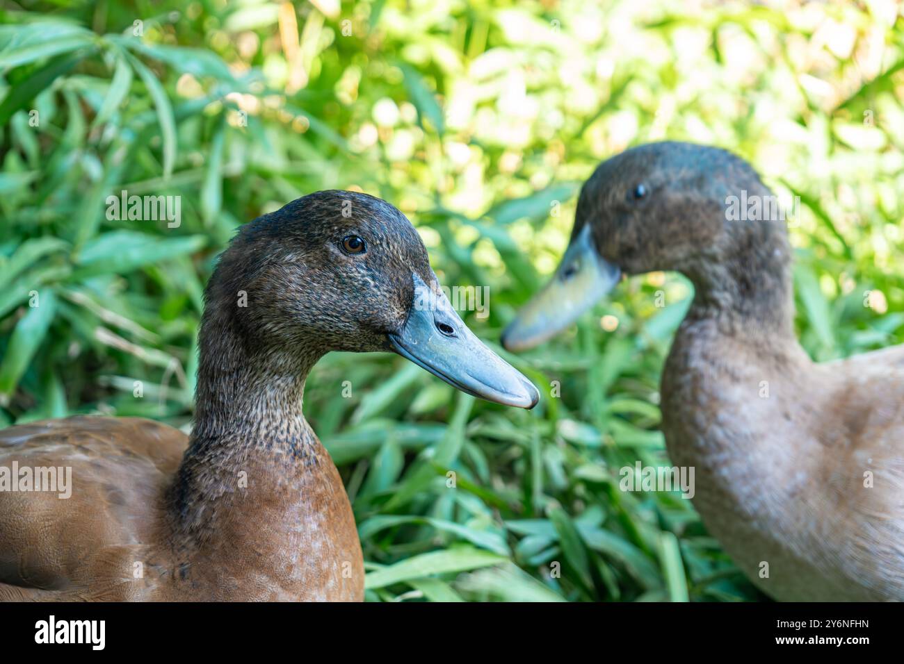 Ducklings Swimming in a Tub. Ducks as pets helping in the garden. Happy ...