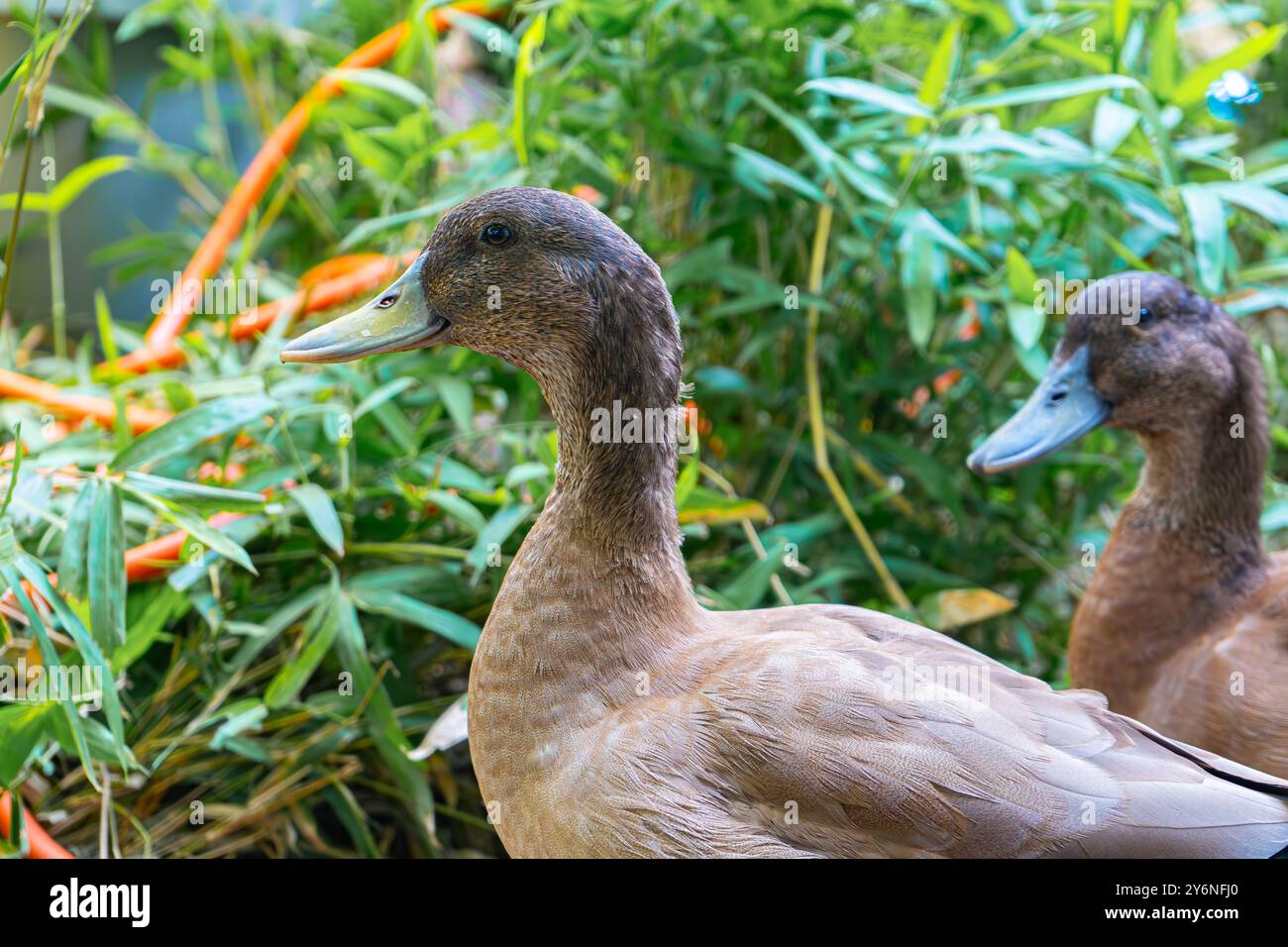 Ducklings Swimming in a Tub. Ducks as pets helping in the garden. Happy ...