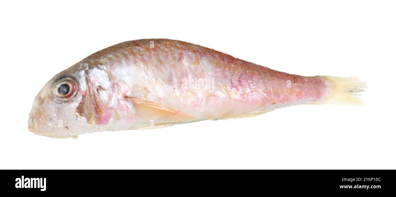 One raw red mullet fish isolated on white. Sea food Stock Photo