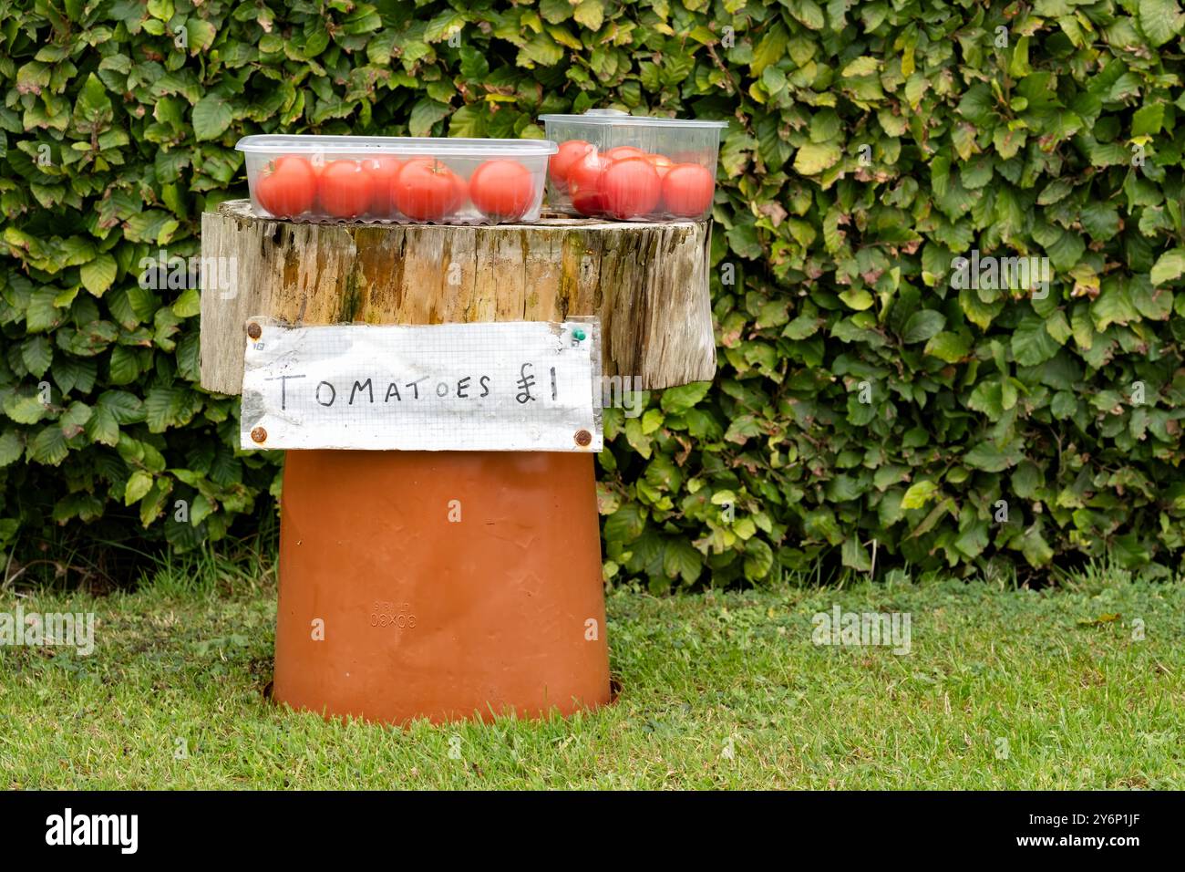 North Yorkshire, UK. A homemade table outside a residential address with home grown tomatoes offered for sale. A honesty box is placed on the table Stock Photo