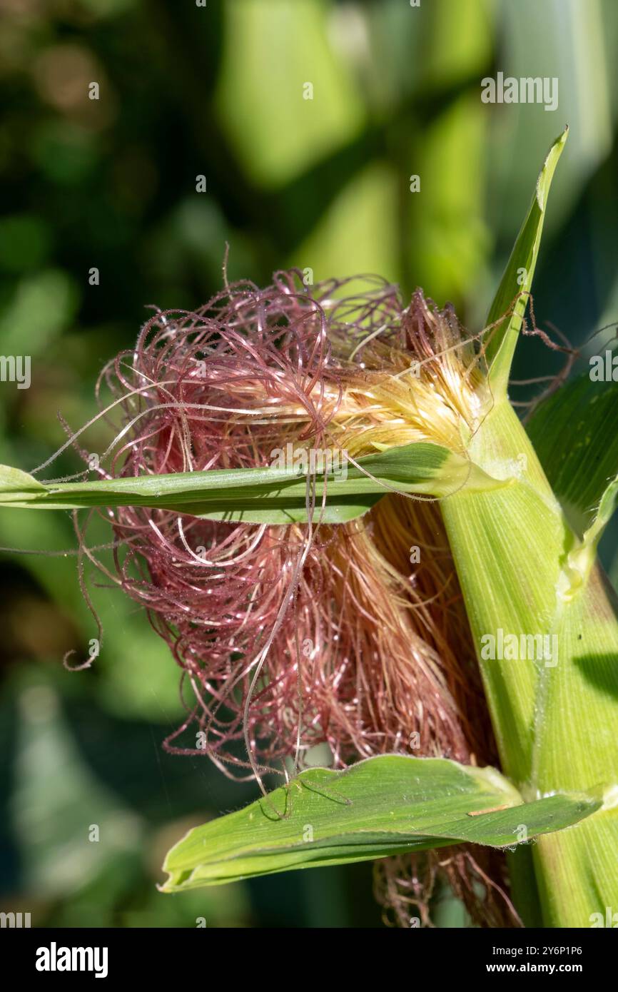 Detail of a corn silk from a female cob, skein of stigmas Stock Photo