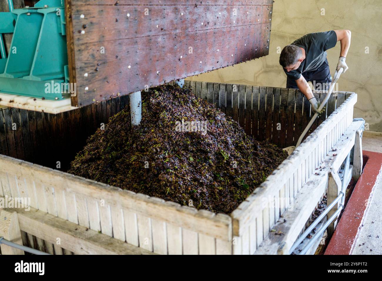 Châtillon-sur-Marne (northern France): Conart Despesel champagnes harvest. Grape processing in the traditional press by farm and seasonal workers Stock Photo