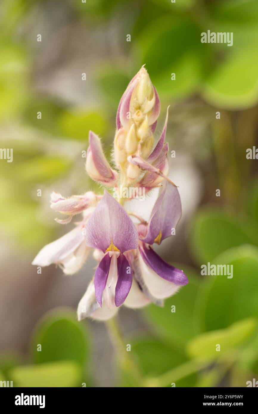 Flowers with bilateral symmetry hi-res stock photography and images - Alamy
