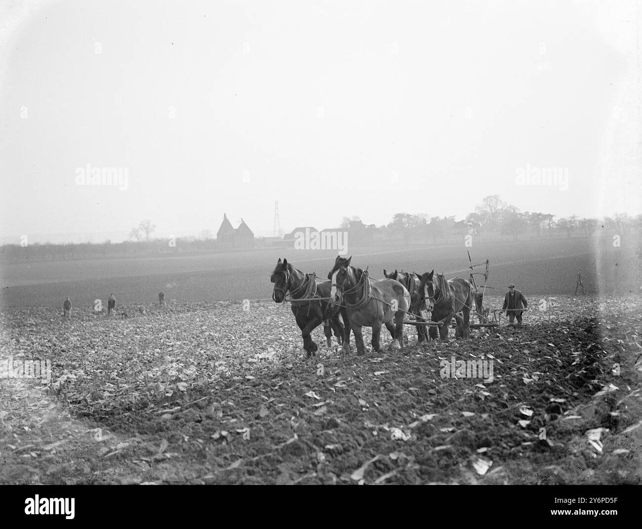 Four horse team hi-res stock photography and images - Alamy