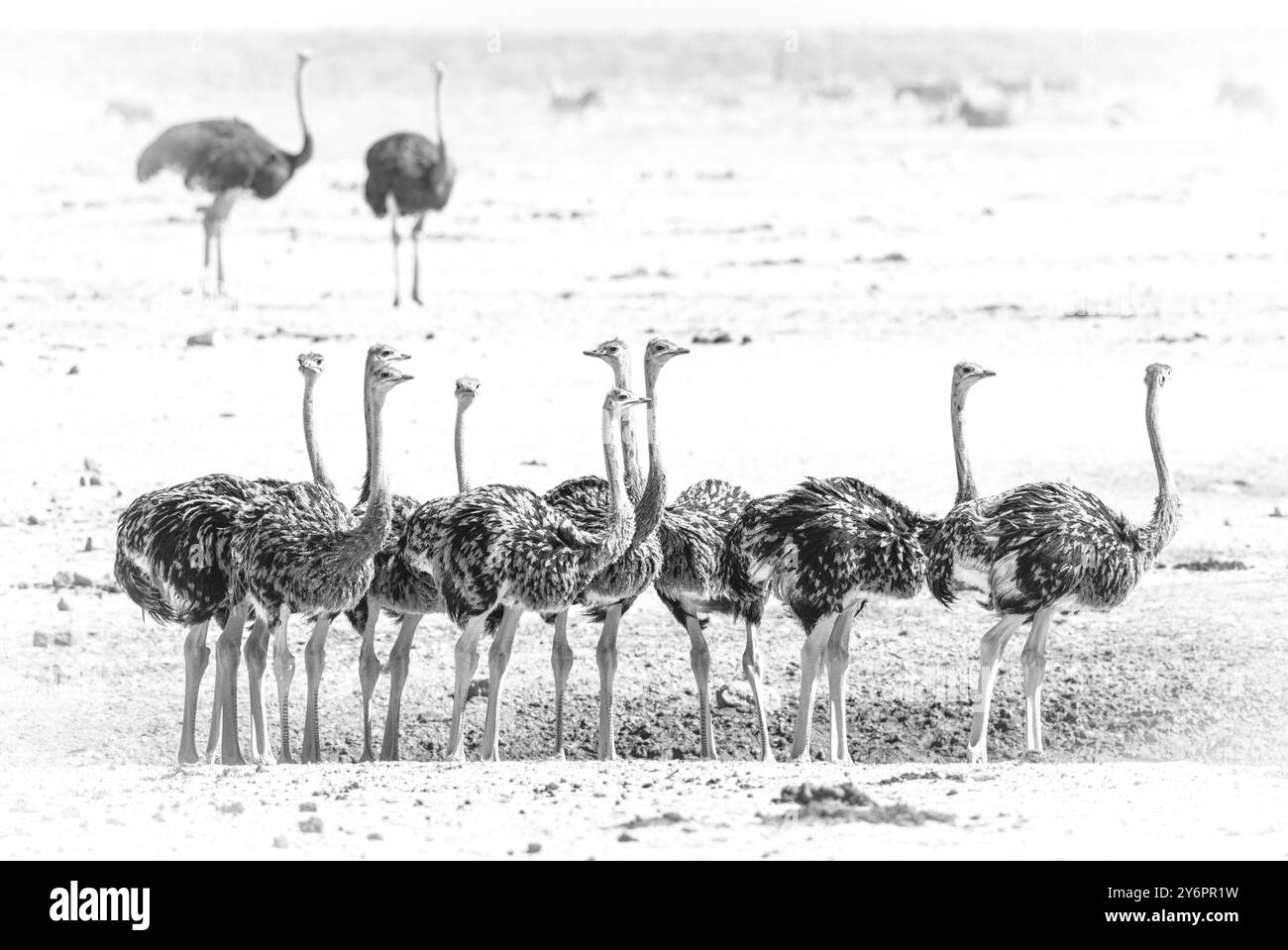 Young Ostriches (Struthio camelus) gather at a watering hole in Etosha National Park in Namibia, Africa Stock Photo