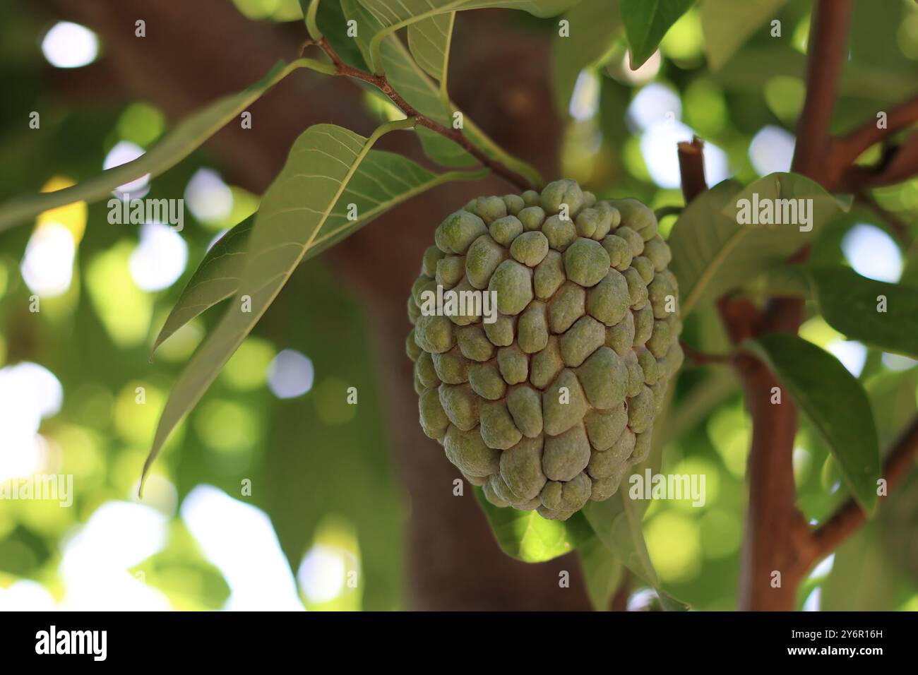 A sugar apple ripening on a tree in summer. Stock Photo