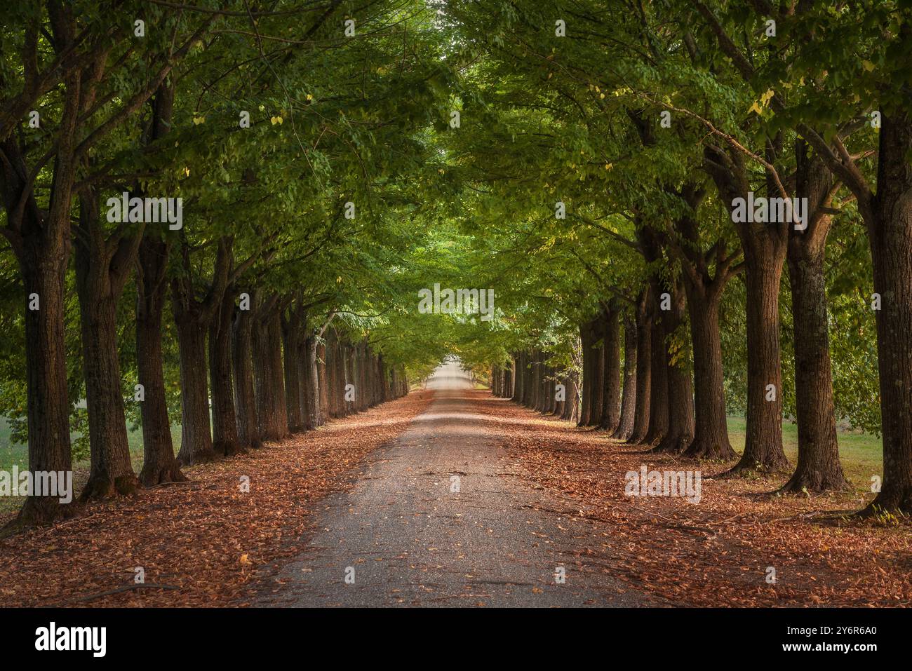 Tree tunnel walkway, linden trees. Tuscany region, Italy. Stock Photo