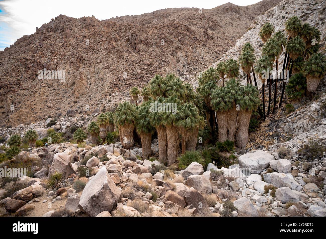 A desert landscape featuring a cluster of palm trees surrounded by ...