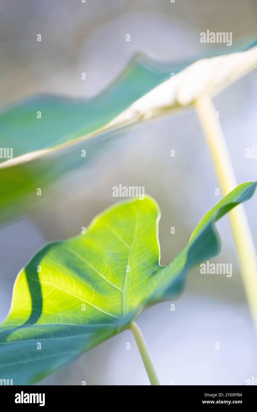 Vibrant green leaf of an Elephant ear plant, Colocasia esculenta Stock ...