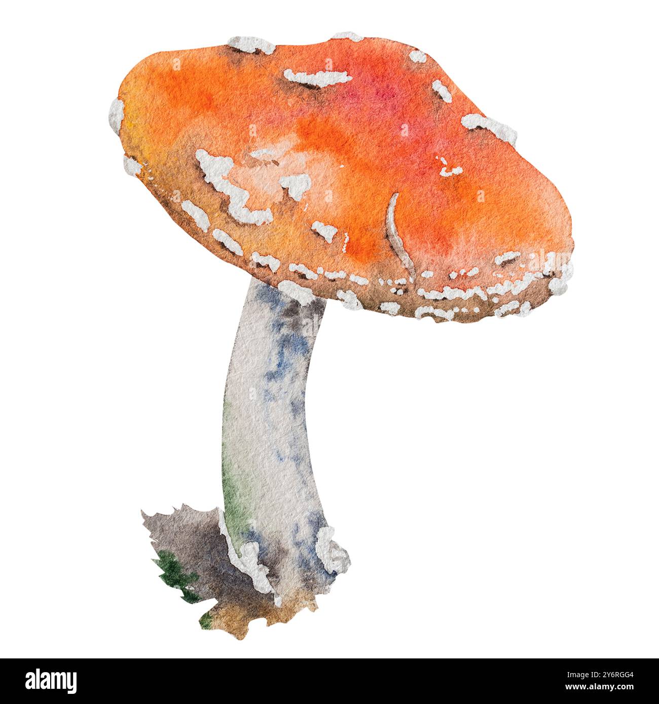 Watercolor illustration of fly agaric mushroom. Hand drawn botanical ...