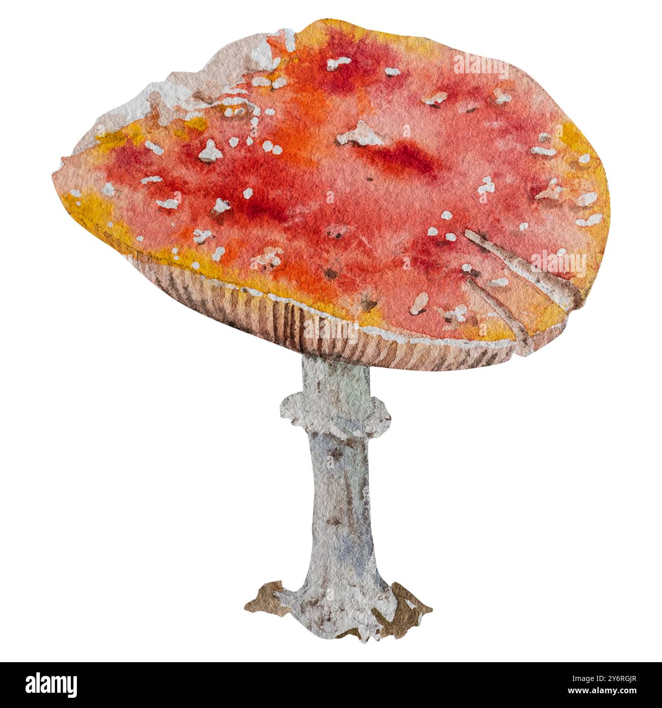 Watercolor illustration of fly agaric mushroom. Hand drawn botanical ...