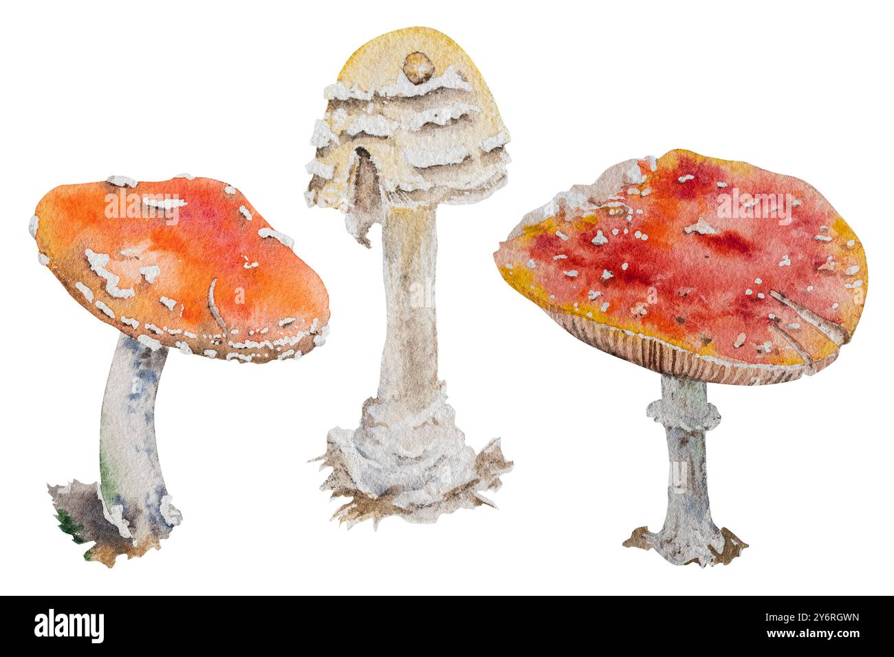 Watercolor illustration of fly agaric mushroom. Hand drawn botanical ...
