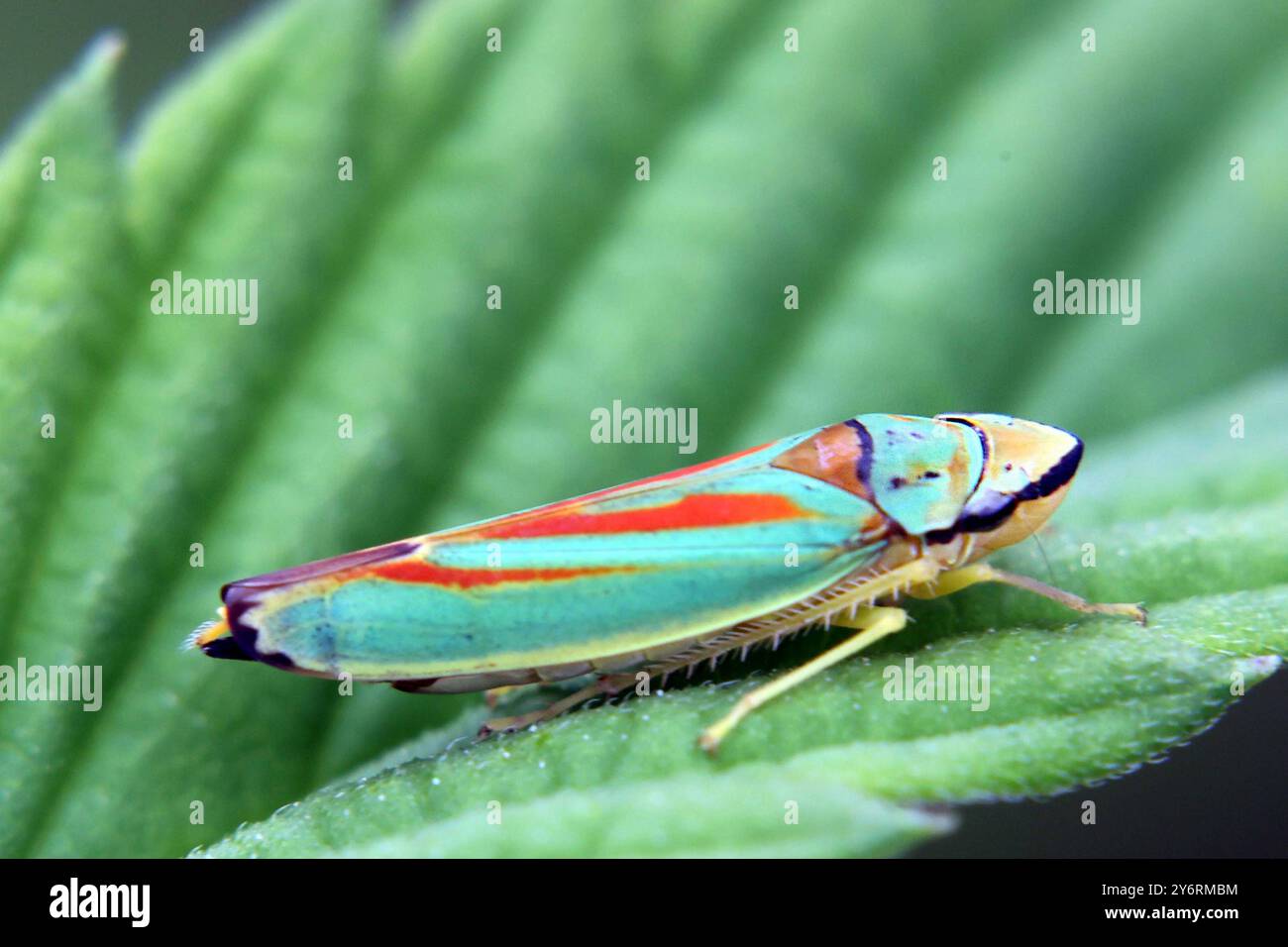 Rhododendron zikade hi-res stock photography and images - Alamy