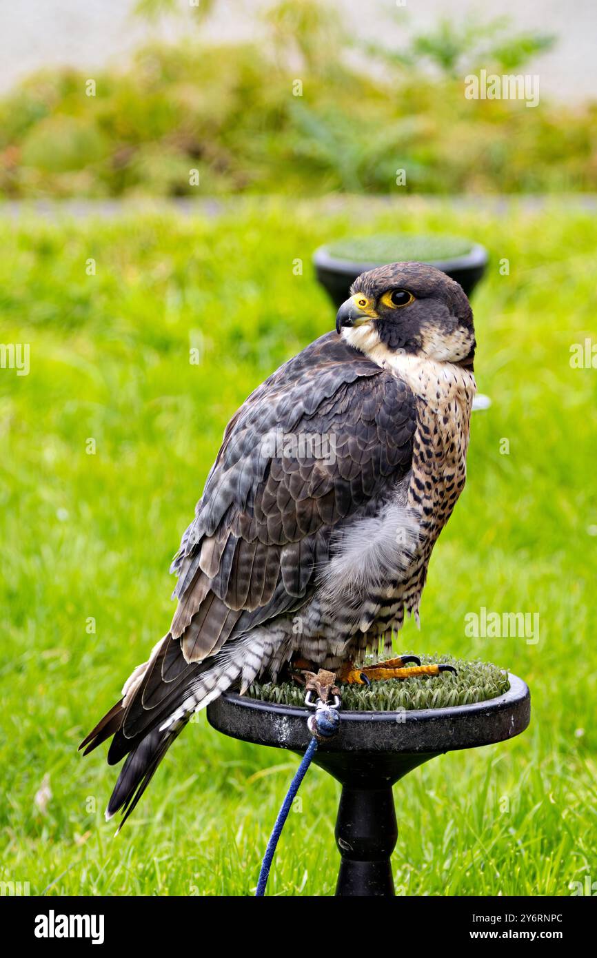 The Peregrine Falcon, a fast-flying bird of prey, feeds mainly on medium-sized birds. This bird was photographed in a typical coastal habitat, where t Stock Photo