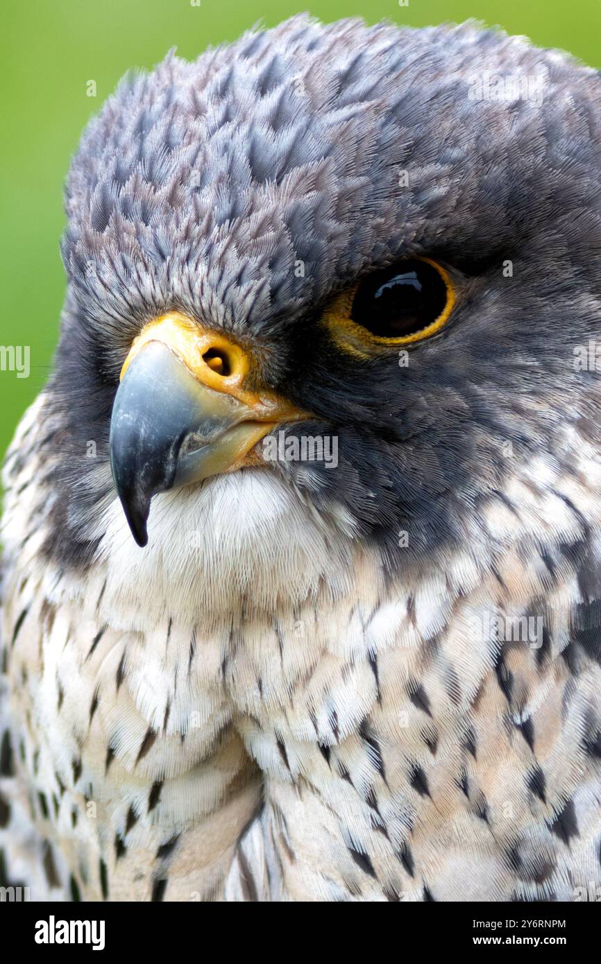 The Peregrine Falcon, a fast-flying bird of prey, feeds mainly on medium-sized birds. This bird was photographed in a typical coastal habitat, where t Stock Photo
